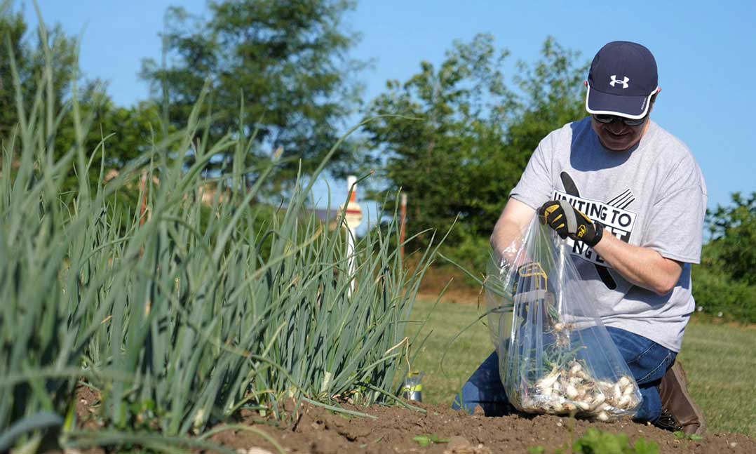 A volunteer gleans produce from a farm in support of the VFW Uniting to Combat Hunger campaign