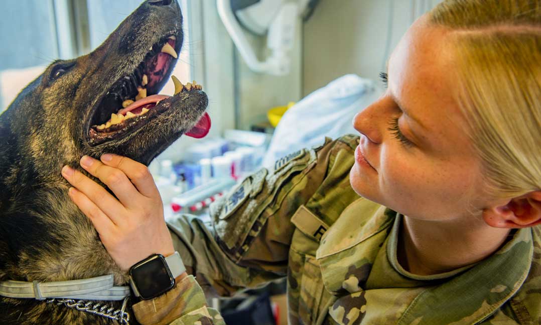 Gina, a military working dog, opens wide while Army Spc. Caitlin Rippin inspects her teeth during a visit last September at Camp Lemonnier, Djibouti