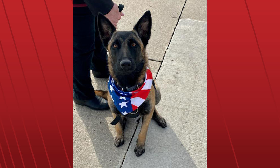 Service dog wearing a flag bandana