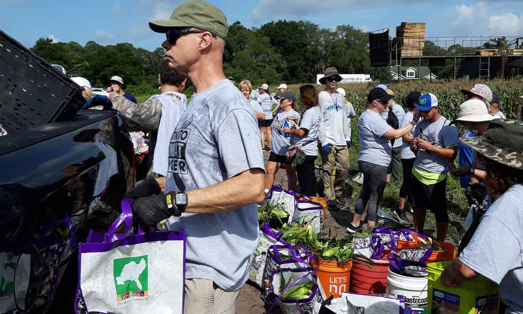 Volunteers pick corn during a United to Combat Hunger gleaning event on June 11, 2019, near Orlando, Florida